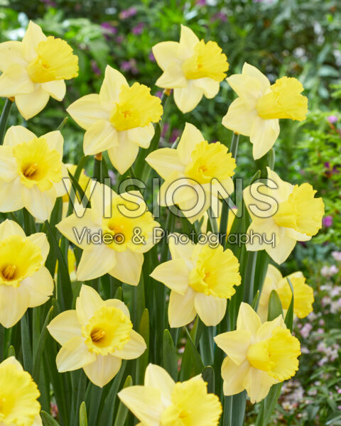 Narcissus Ladea