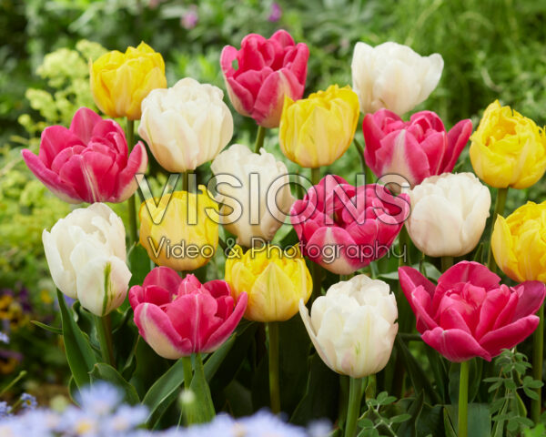 Tulipa dubbelbloemige mix