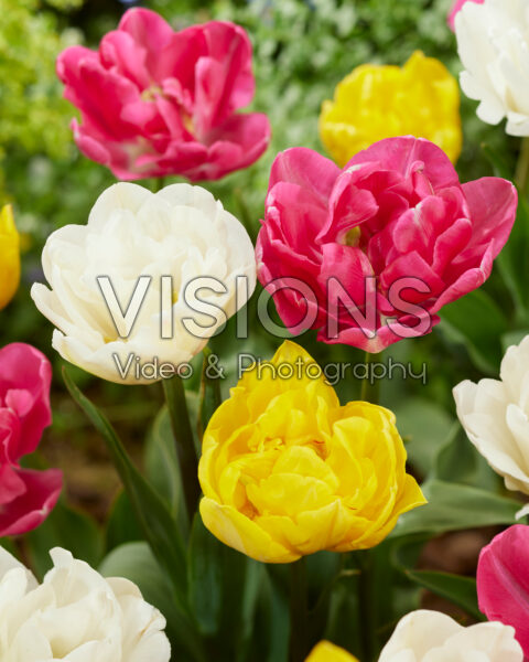 Tulipa double flowering mix