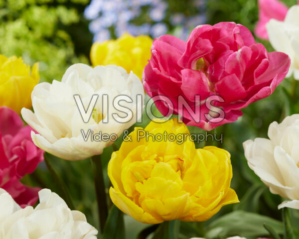 Tulipa double flowering mix