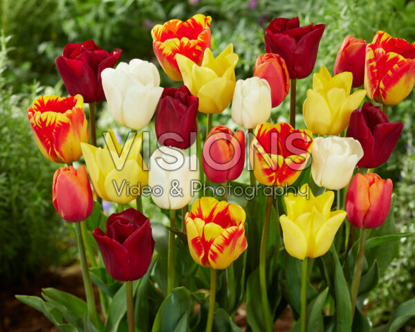 Tulipa colourful mix