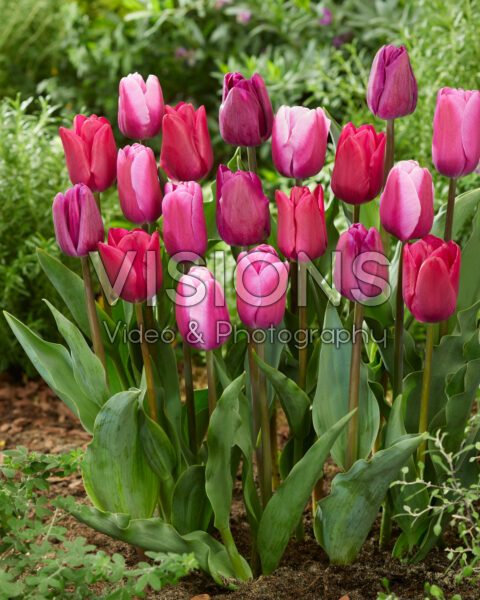 Tulipa Triumph mix Tulipa Triumph mix