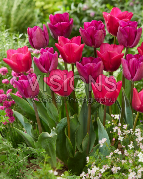 Tulipa Bullit, Pink Ardour Tulipa Bullit, Pink Ardour