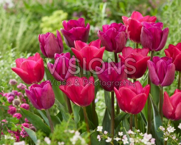 Tulipa Bullit, Pink Ardour
