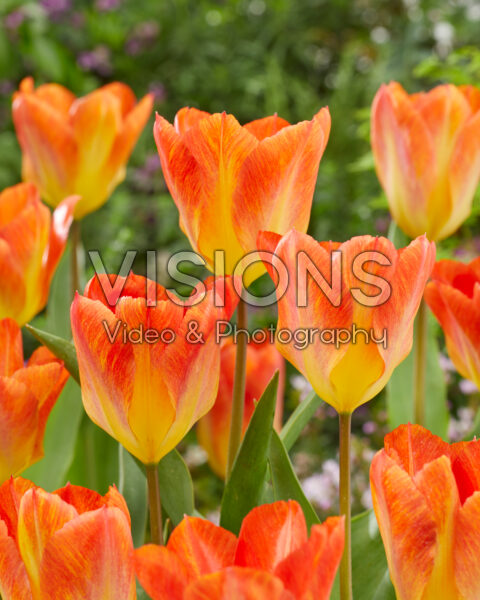Tulipa Flaming Sunrise Tulipa Flaming Sunrise