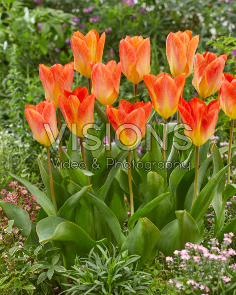 Tulipa Flaming Sunrise Tulipa Flaming Sunrise