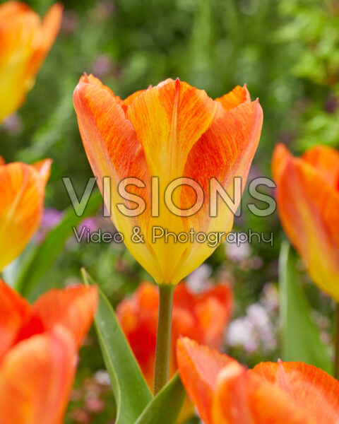 Tulipa Flaming 8