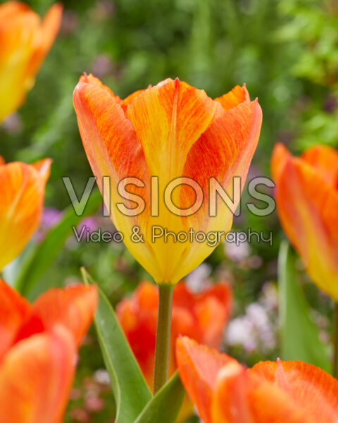 Tulipa Flaming Sunrise Tulipa Flaming Sunrise