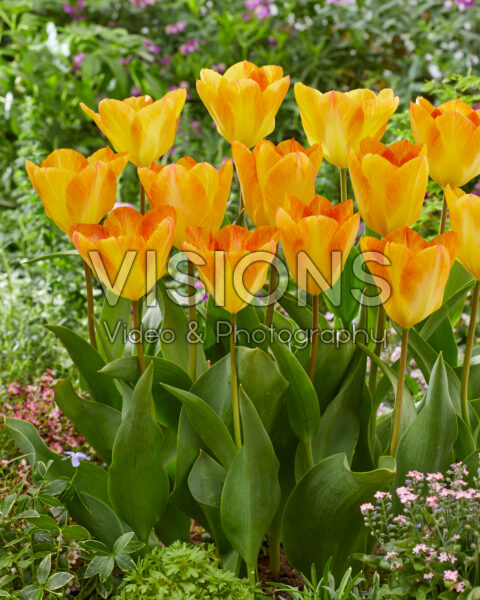 Tulipa Flaming 17