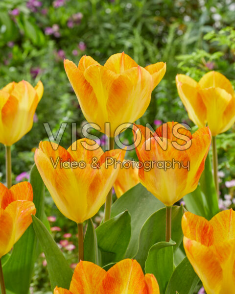 Tulipa Flaming 17