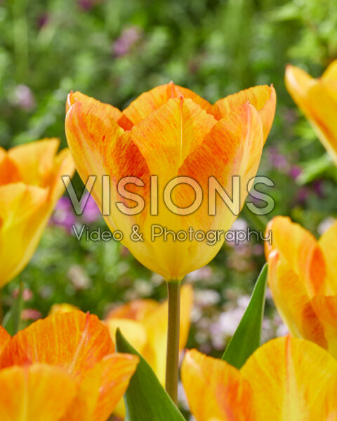 Tulipa Flaming 17 Tulipa Flaming 17