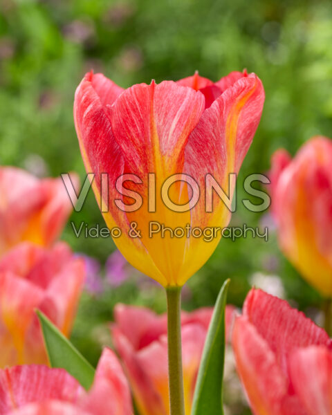 Tulipa Flaming 2