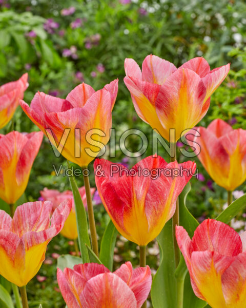Tulipa Flaming Fantasy