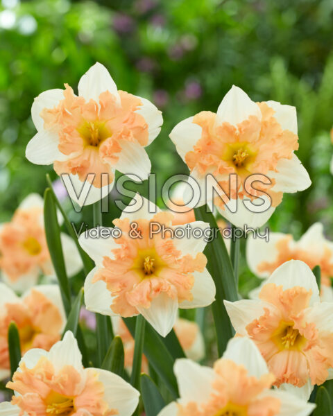 Narcissus Mariner