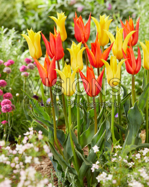 Tulipa Ballerina, Moonshine Tulipa Ballerina, Moonshine