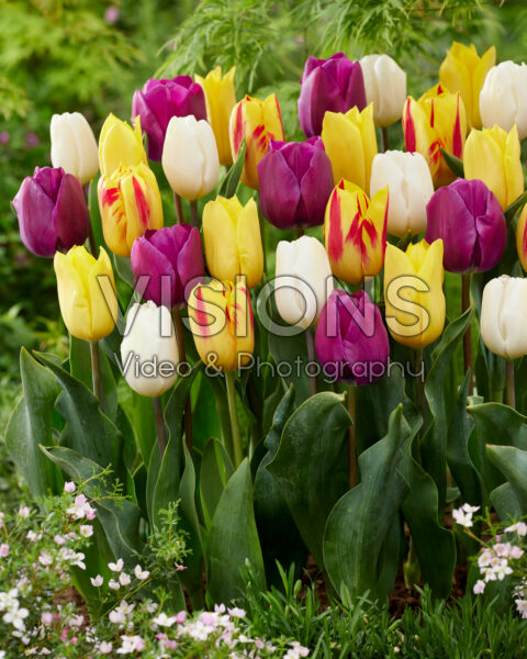 Tulipa mix Tulipa mix