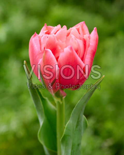 Tulipa Apricot Dubbel Symbiose Tulipa Apricot Dubbel Symbiose