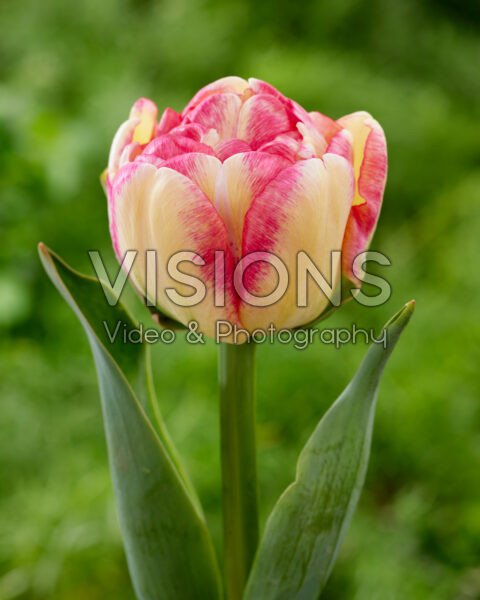 Tulipa Double Blizz Tulipa Double Blizz