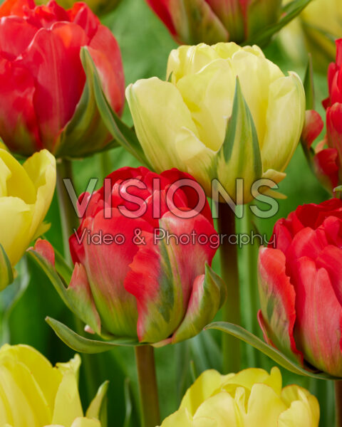 Tulipa Red Bono, Akebono Tulipa Red Bono, Akebono