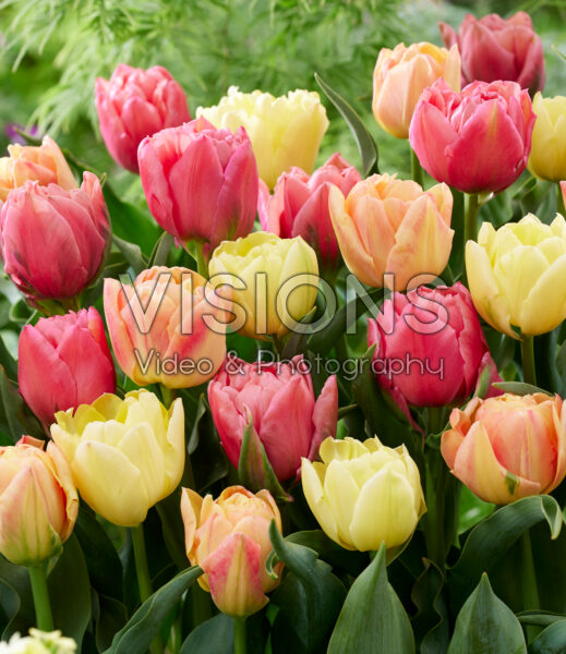 Tulipa Double Symbiose mix