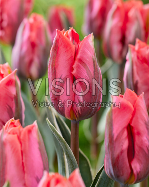 Tulipa Pink Irene