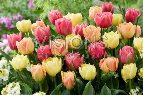 Tulipa Double Symbiose mix Tulipa Double Symbiose mix