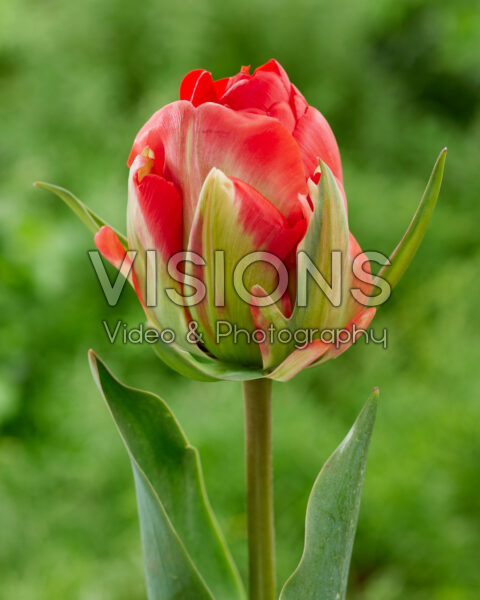 Tulipa Red Bono
