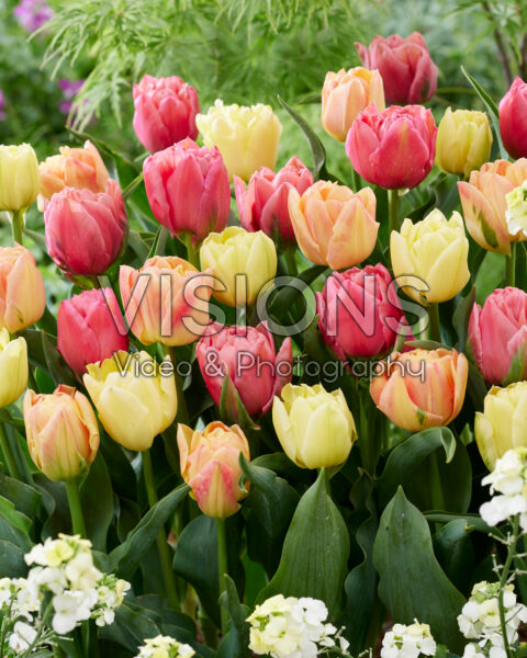 Tulipa Symbiose mix