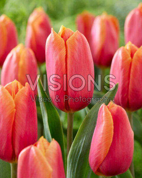 Tulipa Orange County