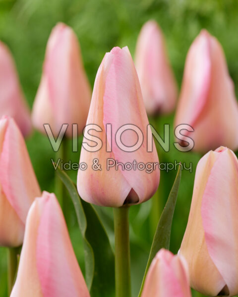 Tulipa Bella Blush Tulipa Bella Blush