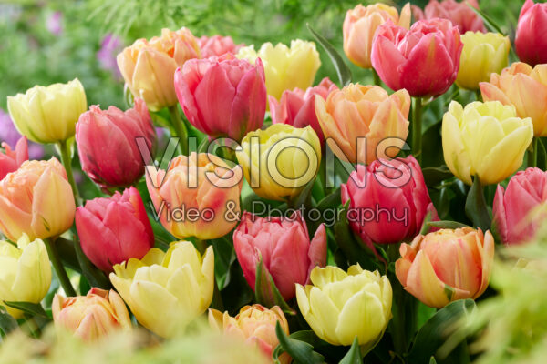 Tulipa Symbiose mix Tulipa Symbiose mix