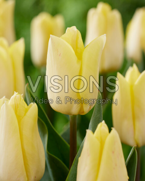 Tulipa Sunny Prince Tulipa Sunny Prince