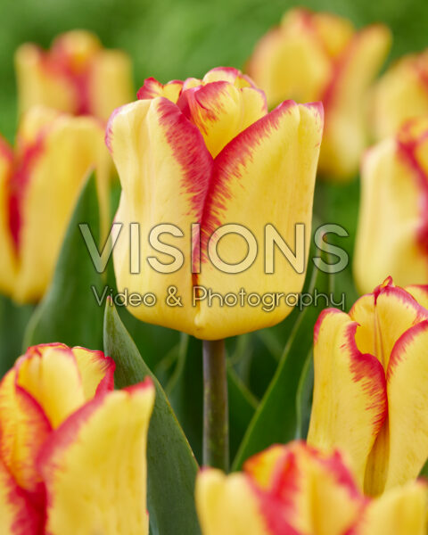 Tulipa Cape Town Tulipa Cape Town