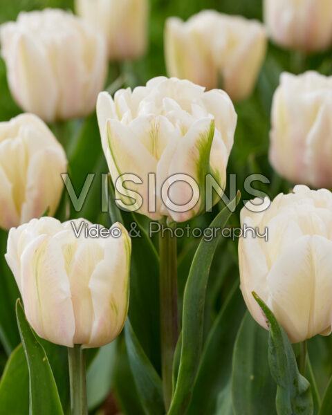 Tulipa White Foxtrot