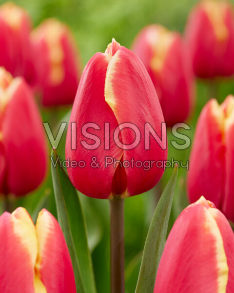 Tulipa Trailblazer Tulipa Trailblazer