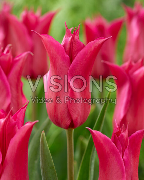 Tulipa Queen Rania