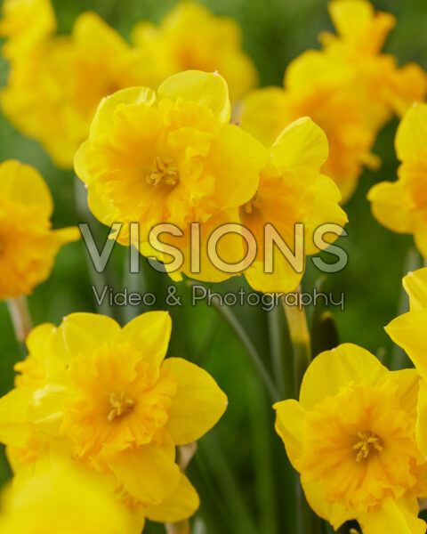 Narcissus Yellow Parrot