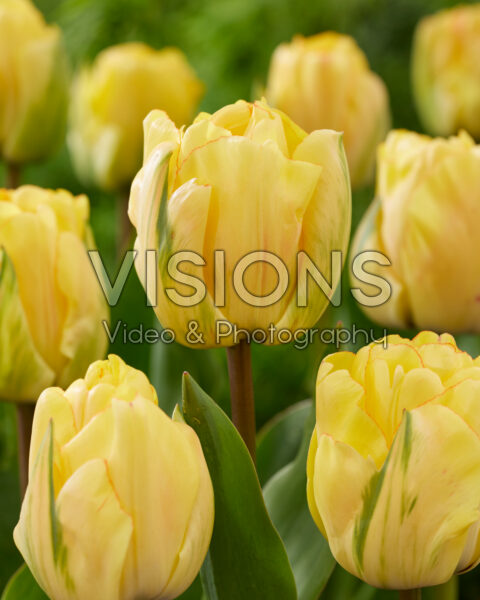 Tulp Akebono Tulp Akebono