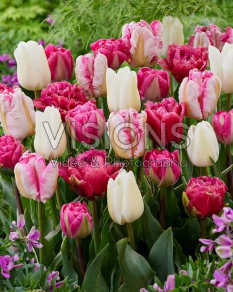 Tulipa Roze en Wit mix