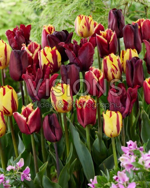 Tulipa Bordeaux Rood en Geel mix Tulipa Bordeaux Rood en Geel mix