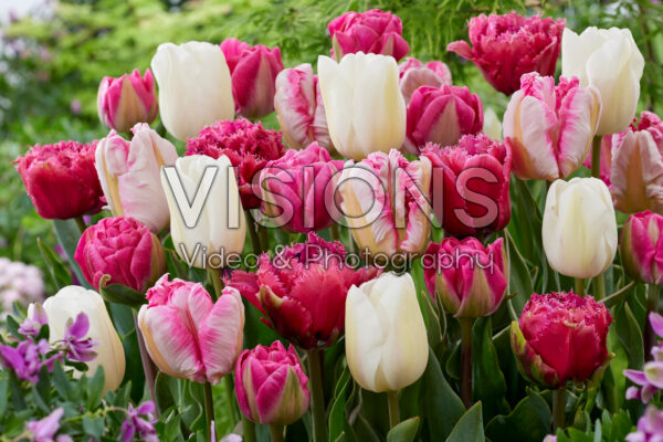Tulipa Pink and White mix 