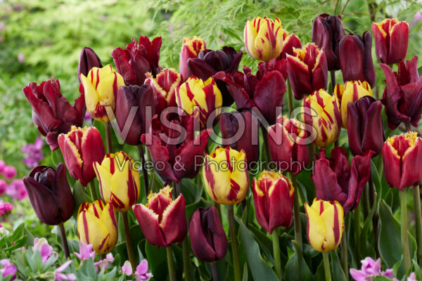 Tulipa Burgundy and Yellow mix Tulipa Burgundy and Yellow mix