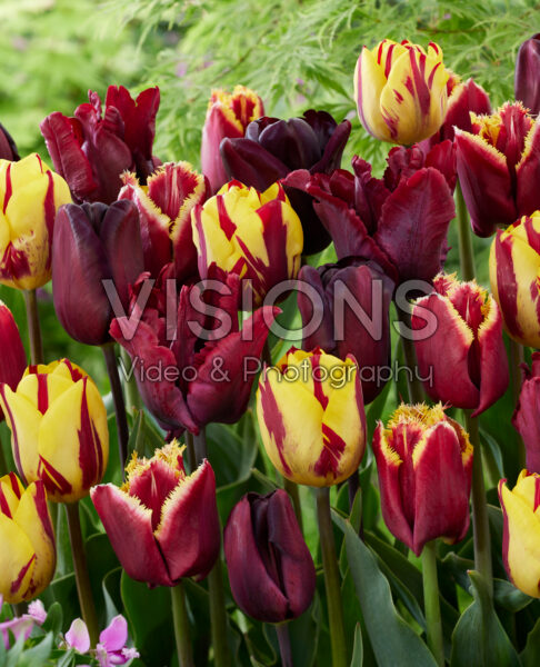 Tulipa BordeauxRood en Geel mix Tulipa BordeauxRood en Geel mix
