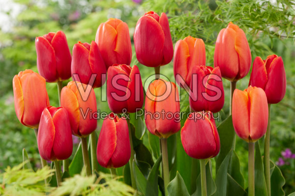 Tulipa Triple A, Verandi