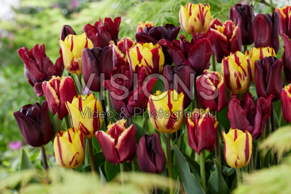 Tulipa BordeauxRood en Geel mix