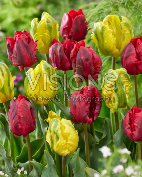 Tulipa Shining Parrot, Jan Van Nes Parrot