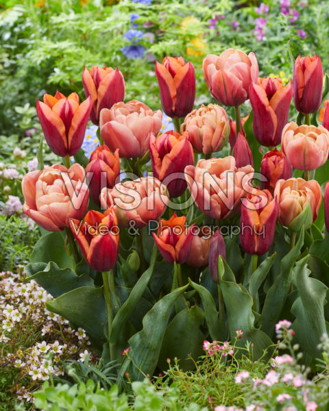 Tulipa Slawa, La Belle Epoque