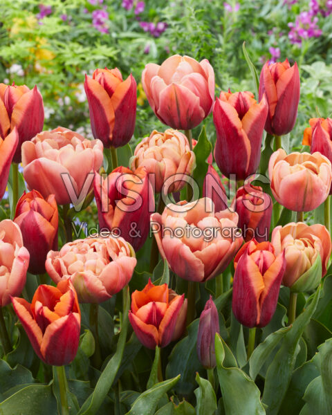 Tulipa Slawa, La Belle Epoque