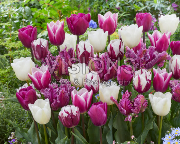 Tulipa Purple and White mix