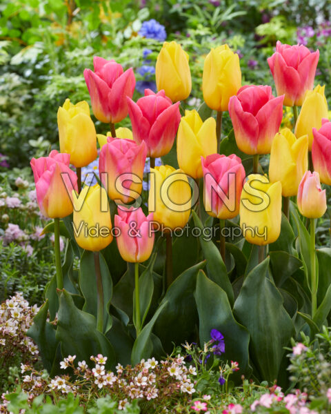 Tulipa Strong Gold, Tom Pouce